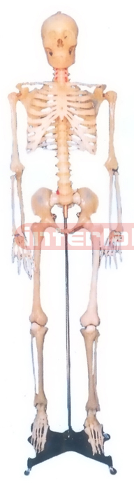 168 CM TALL, ADULT, MALE, FLUORESCENT SKELETON WITH REMOVABLE IRON STAND AND ARM/FOOT, 3 TEETH DISSECTLBLE.